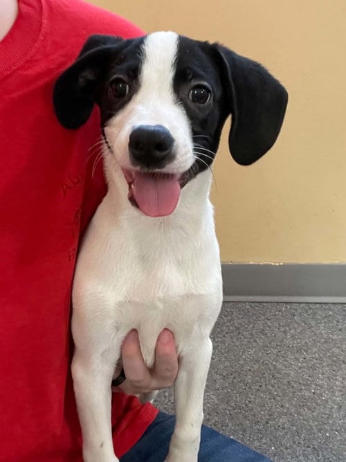 Photo of Diesel, adoptable Hound in Low Moor, Virginia