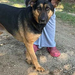Photo of Lucy, adoptable German Shepherd Dog in Washington, Georgia