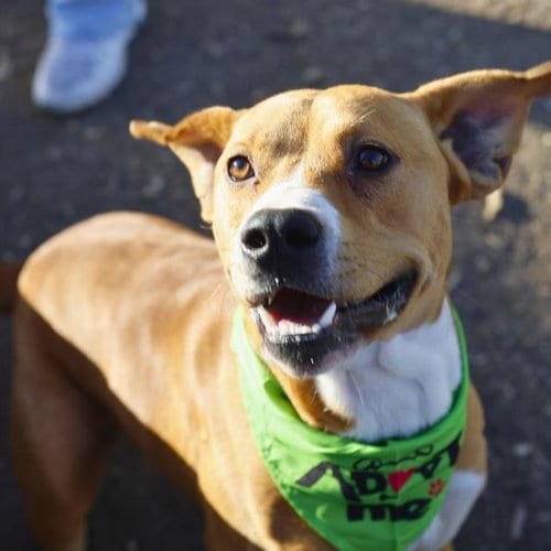 Photo of Michael, adoptable American Bulldog in San Antonio, Texas