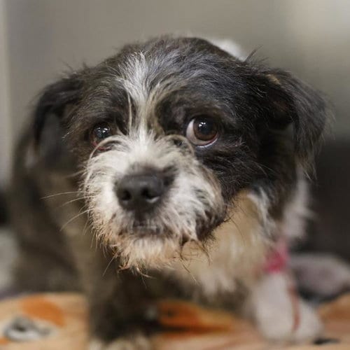 Photo of Georgie, adoptable Shih Tzu in San Antonio, Texas