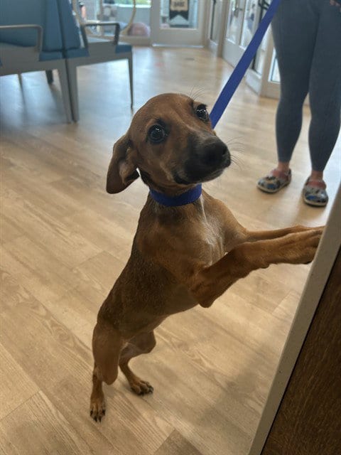 Photo of Pumpkin Spice, adoptable Terrier in Pearland, Texas