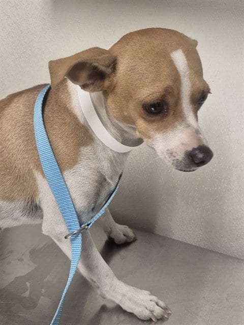 Photo of Jill, adoptable Chihuahua in Bakersfield, California