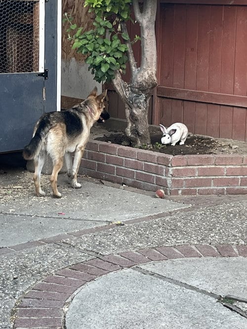 Photo of Tequila, adoptable German Shepherd Dog in Woodland, California