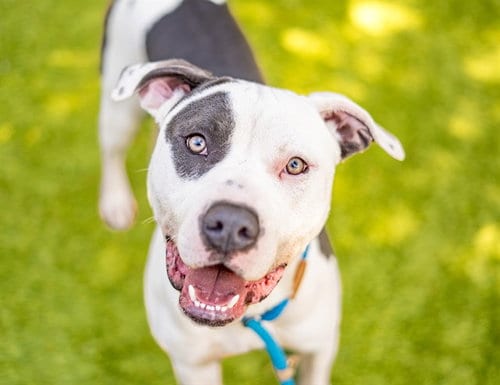 Photo of Baton, adoptable Pit Bull Terrier in San Jose, California