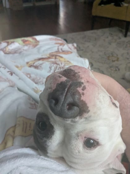 Photo of Sweetness, adoptable dog in Chamblee, Georgia