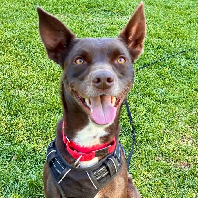 Photo of Loki, adoptable Australian Kelpie in Bloomfield, Connecticut