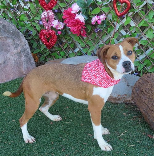 Photo of Mocha, adoptable Beagle in Oklahoma City, Oklahoma