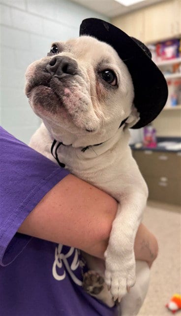 Photo of French Fry, adoptable French Bulldog in Brighton, Colorado