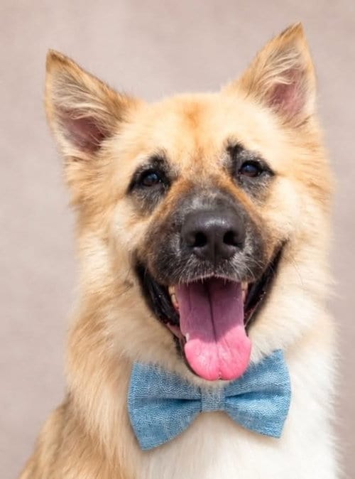 Photo of Balto, adoptable Akita in Carrollton, Georgia