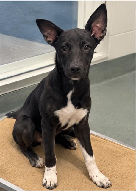 Photo of Cider, adoptable German Shepherd Dog in Baytown, Texas