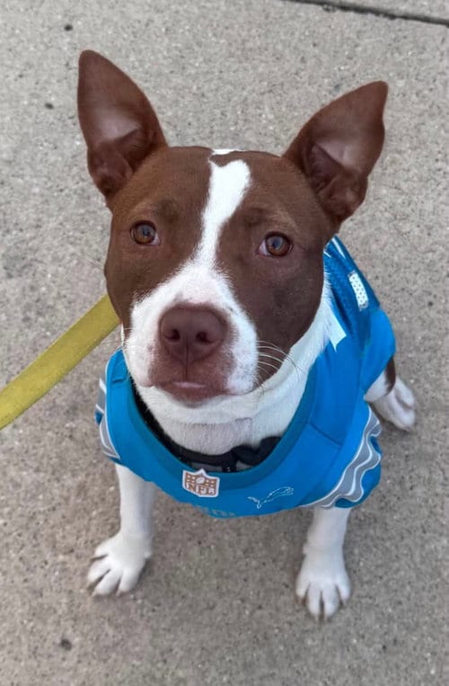 Photo of Poppy *LIVES with a CAT, adoptable Pit Bull Terrier in Clarkston, Michigan