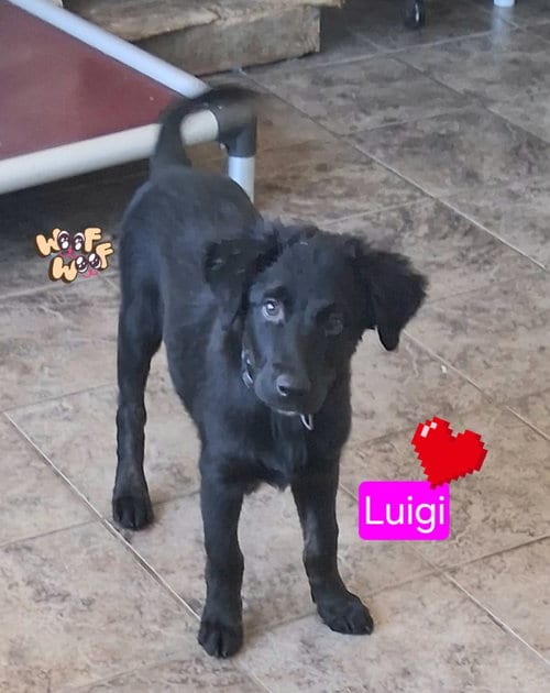 Photo of Luigi, adoptable Shepherd in San Diego, California