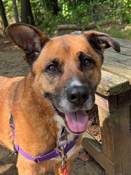 Photo of Zoey (with Willow), adoptable Shepherd/Mix in Annapolis, Maryland