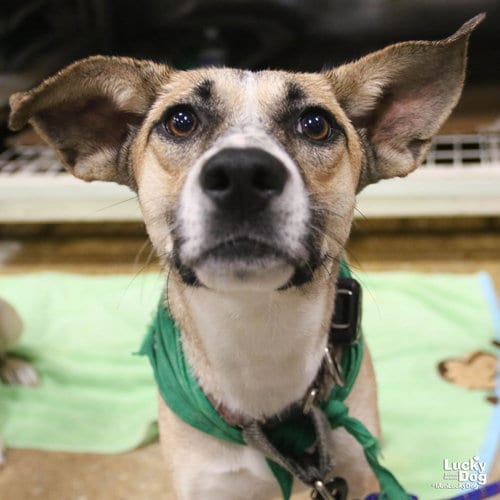 Photo of Debbie, adoptable Shepherd in Washington, District of Columbia