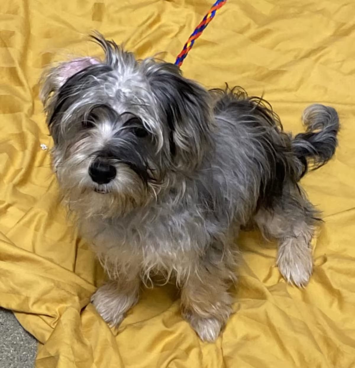 Photo of Ray Ray, adoptable Schnauzer (Miniature)/Mixed Breed (Small) in Homer Glen, Illinois