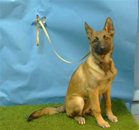 Photo of Calli Daisy, adoptable German Shepherd Dog in Gardena, California