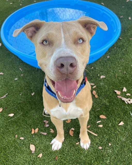 Photo of Sunna, adoptable Terrier in Miami, Florida