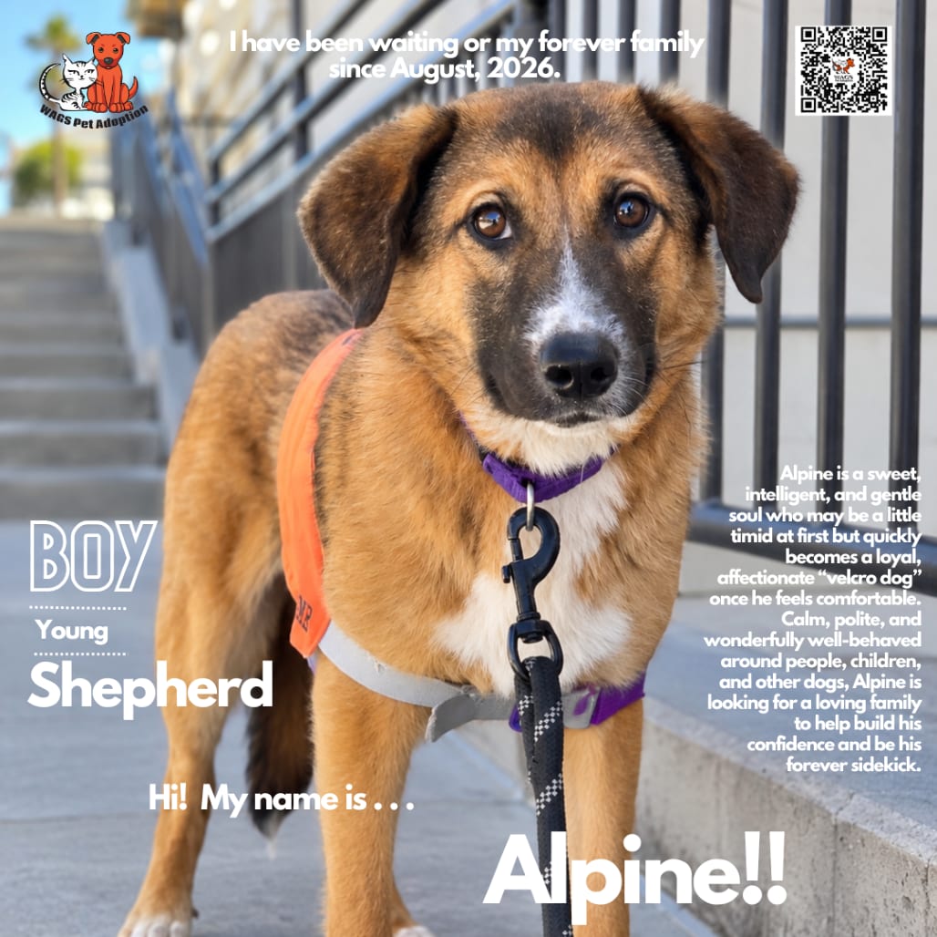 Photo of Alpine, adoptable Shepherd in Westminster, California