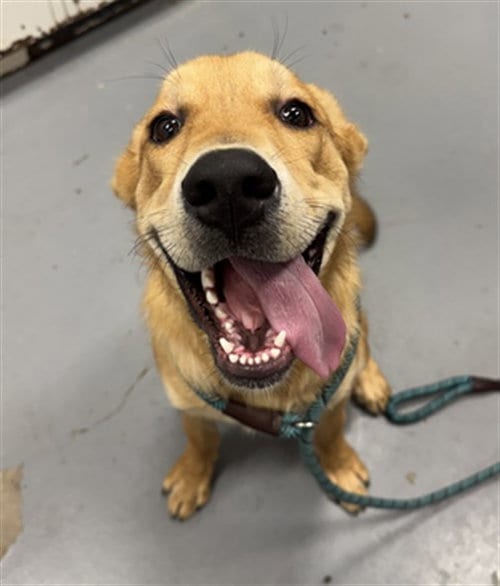 Photo of Farkle, adoptable Labrador Retriever in Peoria, Illinois