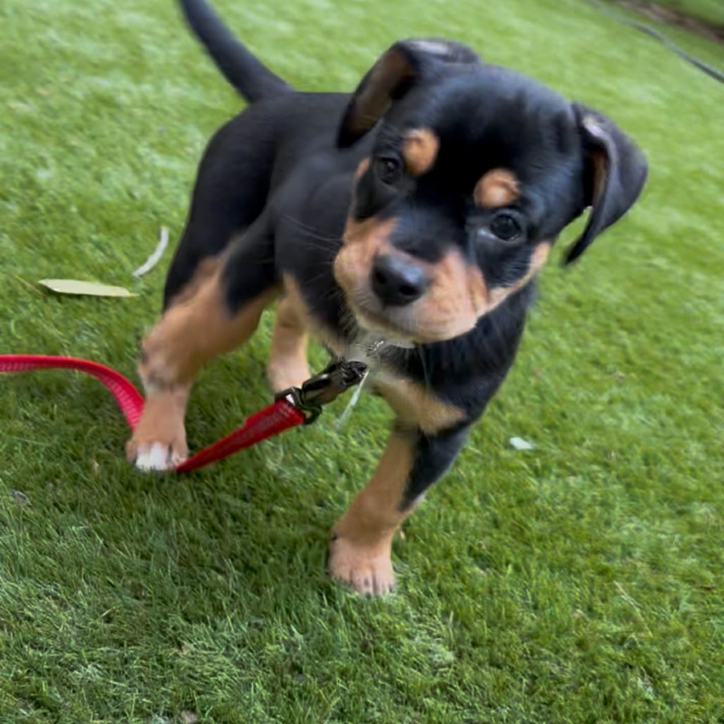 Photo of Palmer, adoptable Hound in Raleigh area, North Carolina