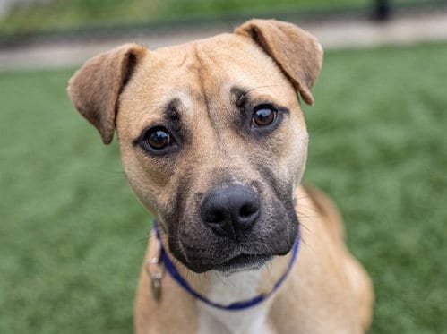 Photo of Collin, adoptable Pit Bull Terrier in Denver, Colorado
