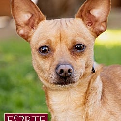 Photo of Prince, adoptable Chihuahua in Marina del Rey, California