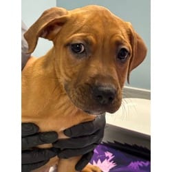 Photo of Levyna, adoptable Black Mouth Cur in San Antonio, Texas