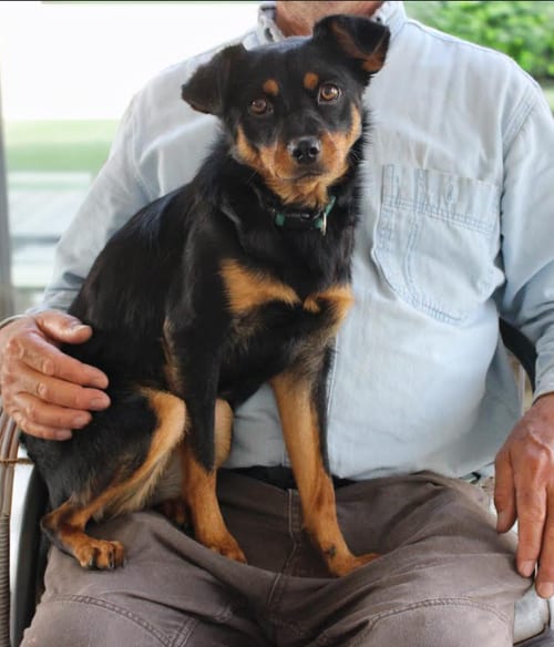 Photo of Fern in TX, adoptable Spaniel in Cranston, Rhode Island