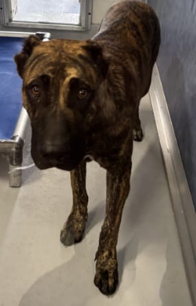 Photo of Koby, adoptable Unknown breed (short coat) in Rowlett, Texas