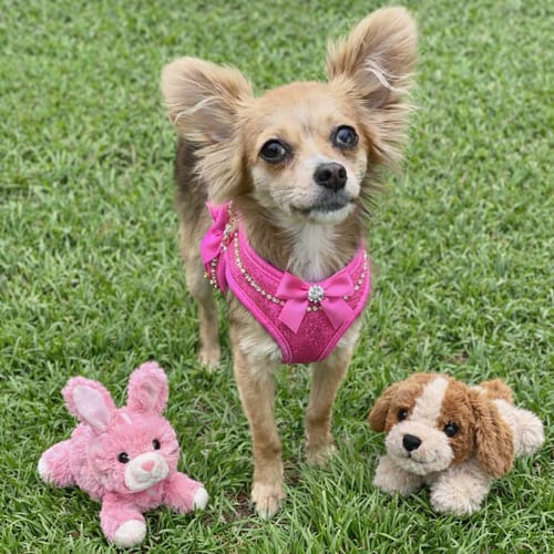 Photo of A Gabriella, adoptable Chihuahua in Allentown,, Pennsylvania