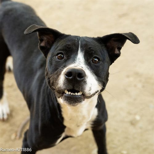 Photo of Ramen, adoptable Pit Bull Terrier in Sacramento, California