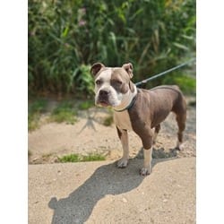 Photo of Sassy, adoptable Mixed Breed (Medium) in Munster, Indiana