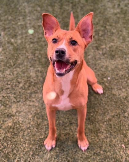 Photo of Widow, adoptable Shepherd/Mix in Farmington, New Mexico