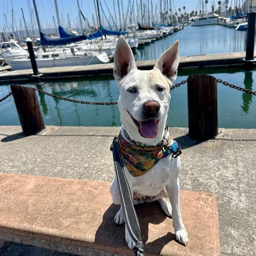 Photo of Daisy, adoptable Husky in Alameda, California
