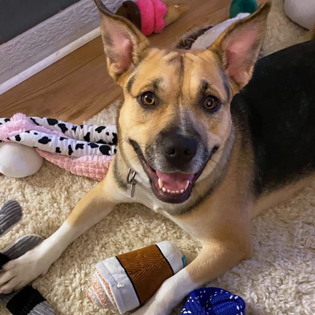 Photo of Gwen, adoptable Mixed Breed (Medium) in Dayton, Ohio