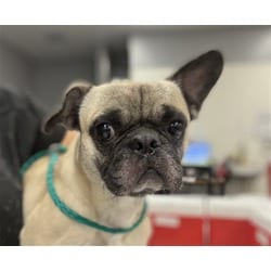 Photo of Billie, adoptable Pug in Jurupa Valley, California