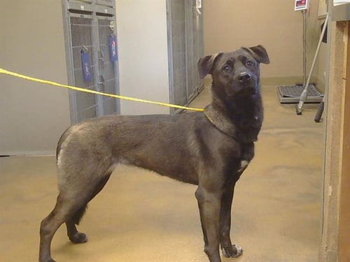 Photo of Mocha, adoptable Labrador Retriever in Sacramento, California