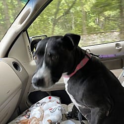Photo of Sapphire, adoptable American Bulldog in Liberty, South Carolina