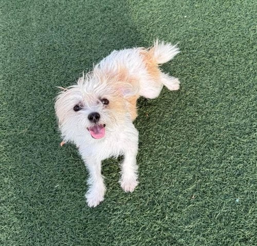 Photo of Alice, adoptable Yorkshire Terrier Yorkie in Rockwall, Texas