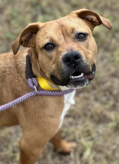 Photo of Suki, adoptable Boxer in Houston, Texas