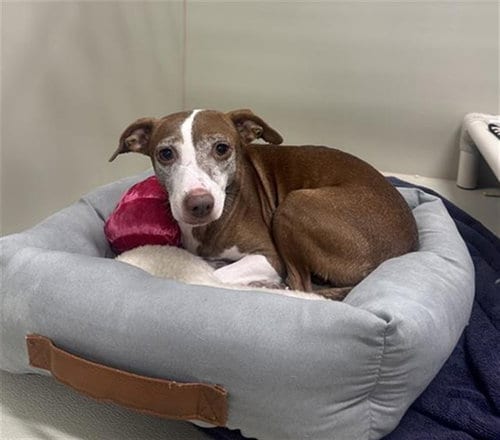 Photo of Magnolia, adoptable Chihuahua in Mesa, Arizona