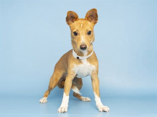Photo of Cholula, adoptable Chihuahua in Phoenix, Arizona