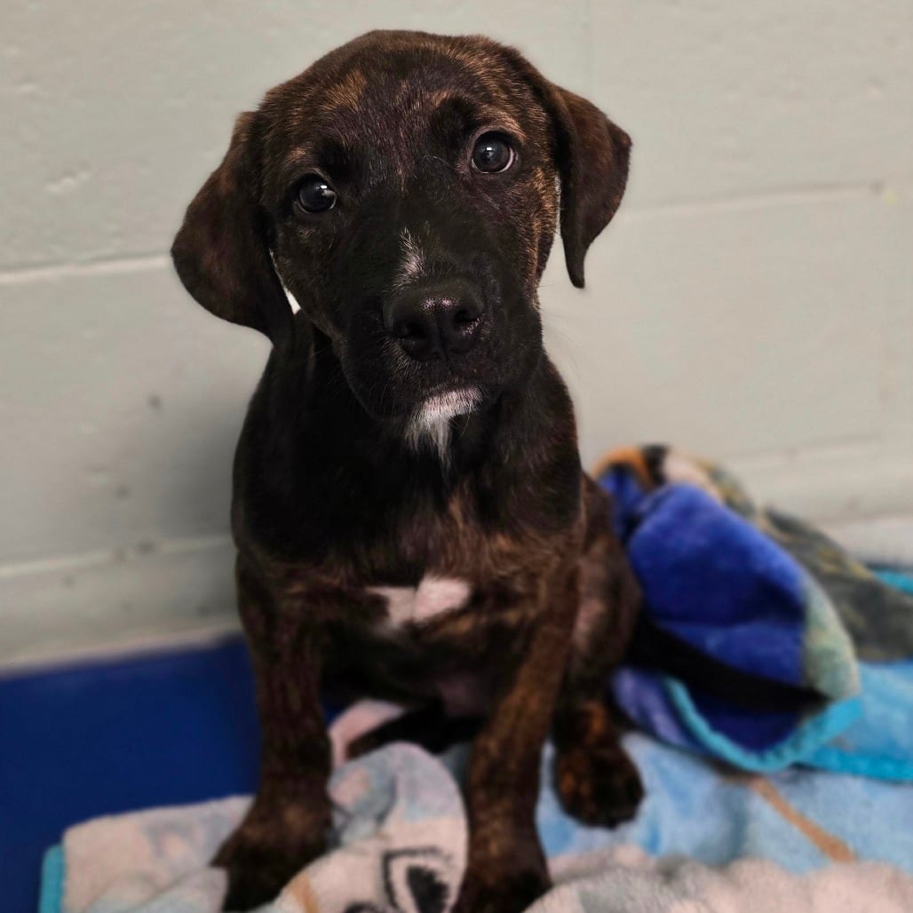 Photo of Bo, adoptable Hound, Plott in East Hanover, New Jersey