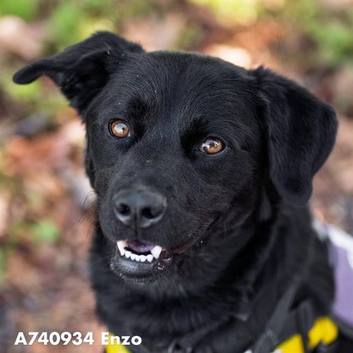 Photo of Enzo, adoptable Labrador Retriever in Sacramento, California