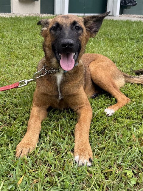 Photo of A311428, adoptable German Shepherd Dog in Naples, Florida