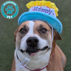 Photo of Lupita, adoptable Mixed Breed (Large) in Lakeland, Florida