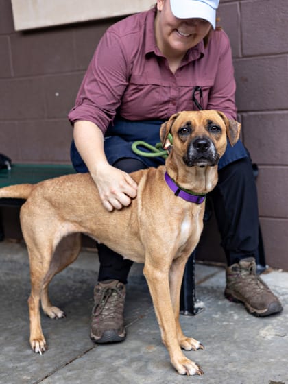 Photo of Maude, adoptable dog in Chamblee, Georgia