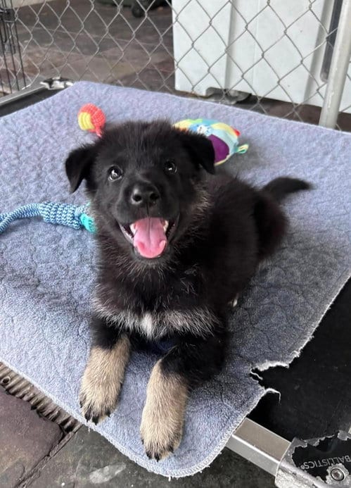 Photo of Katya, adoptable German Shepherd Dog in Fort Worth, Texas