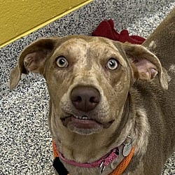 Photo of Tippet, adoptable Catahoula Leopard Dog in Golden, Colorado