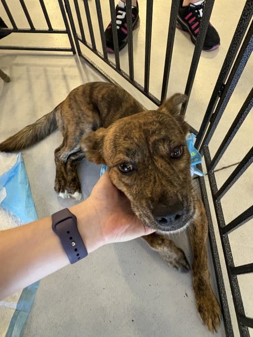 Photo of Daisy, adoptable Dutch Shepherd in San Diego, California